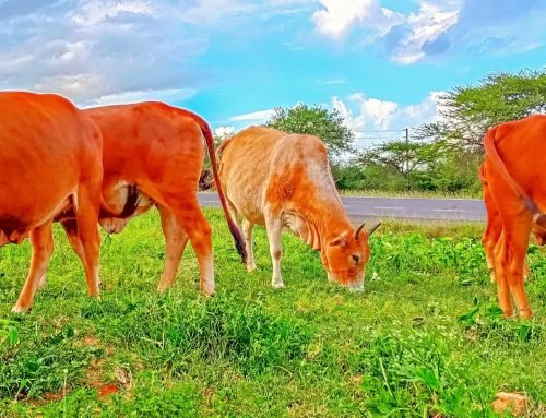 Pastoralism and agroecology: Innovative rangeland restoration in drylands