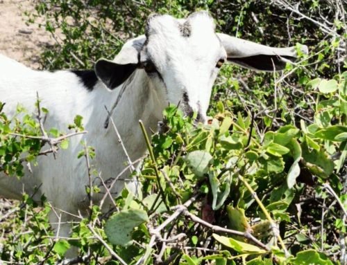 Reimagining Index-Based Livestock Insurance (IBLI) in Kenya’s ASALs: Leeway to Climate Resilience for Pastoral Communities